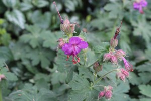 geranium macrorrhizum (2) (1200 x 800).jpg